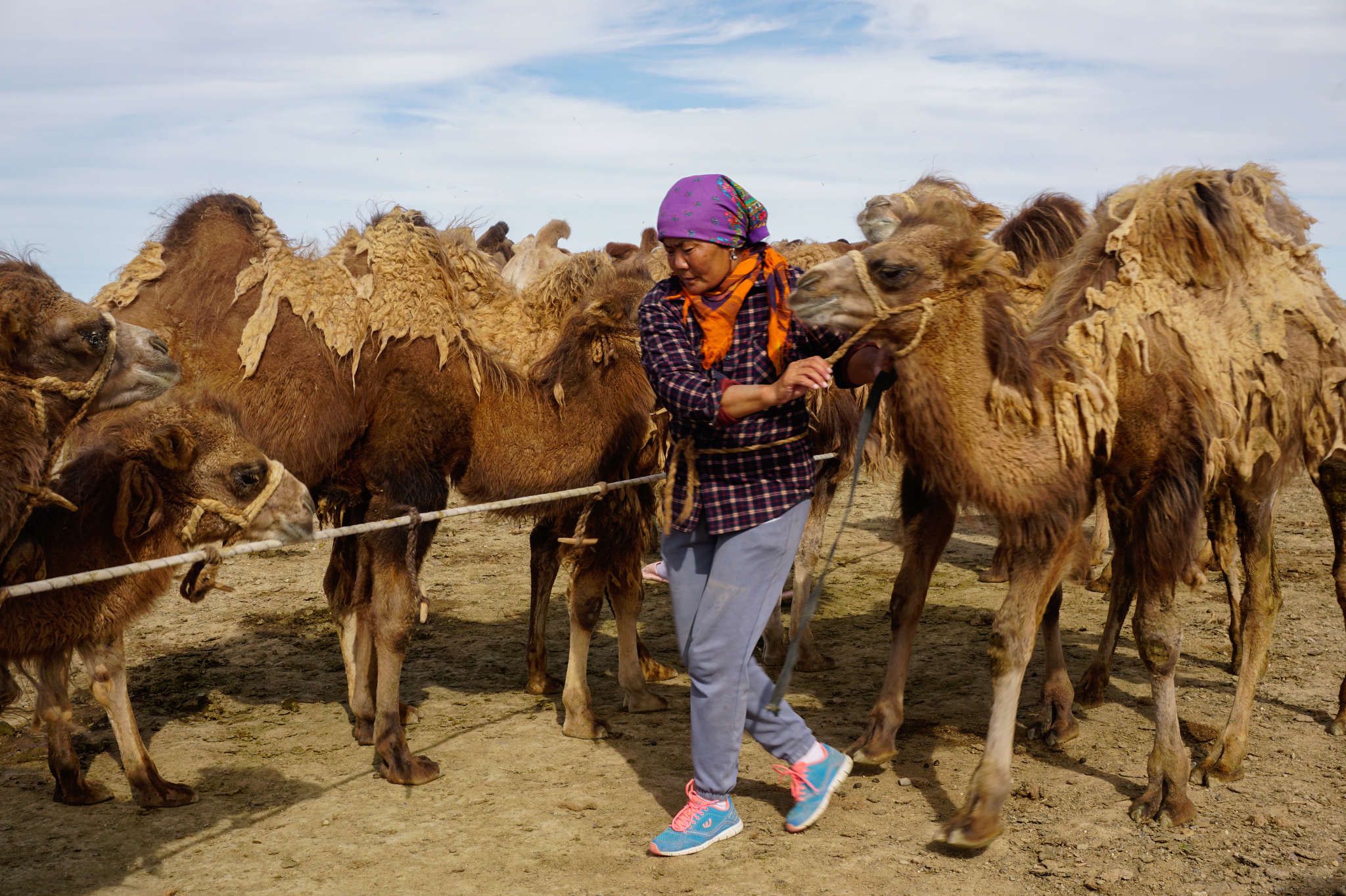 Camel Milk? Mongolia Is All In