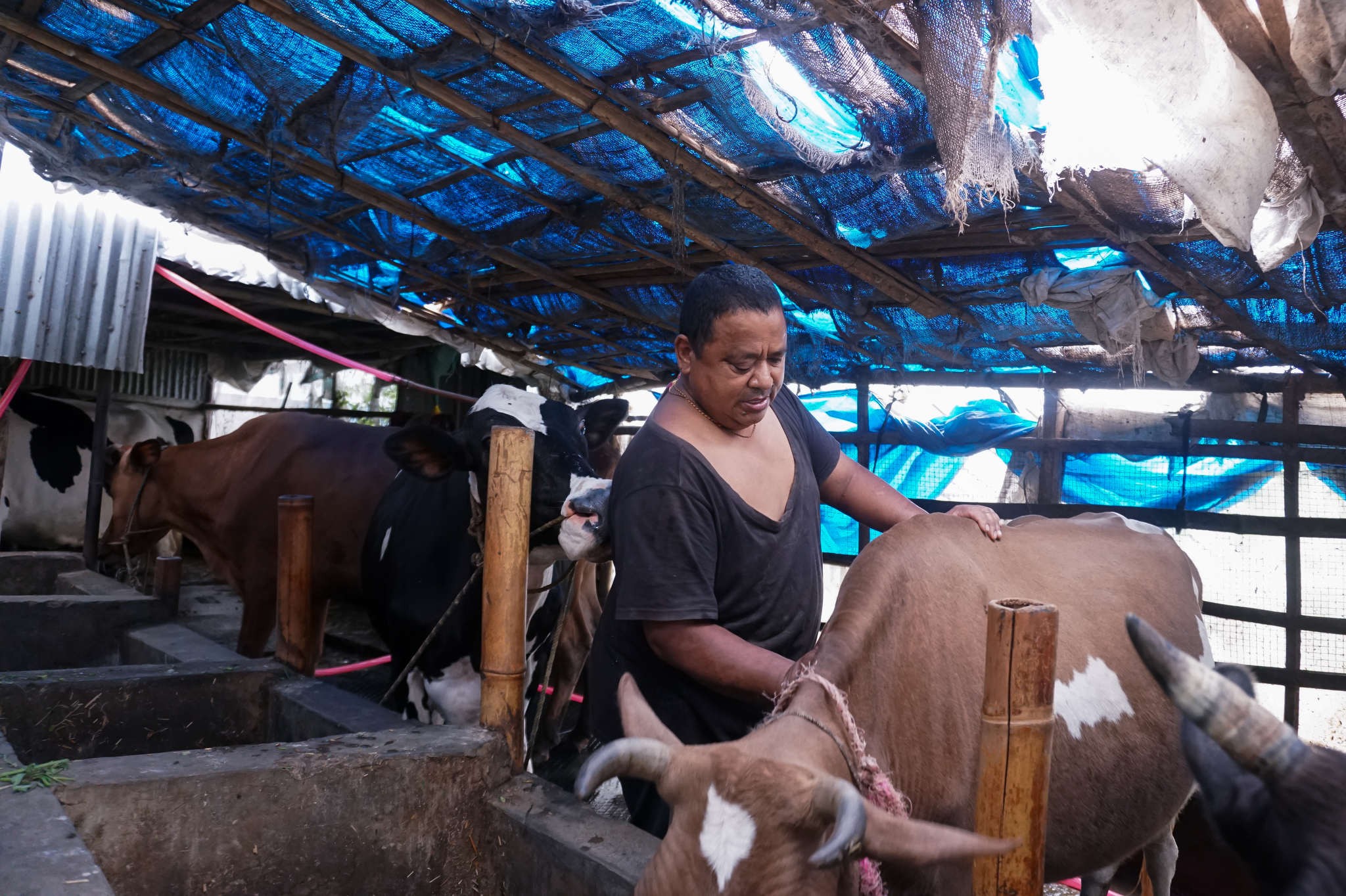 A New Virus is Sweeping Across Nepal’s Farms, Decimating Cattle and Threatening Livelihoods