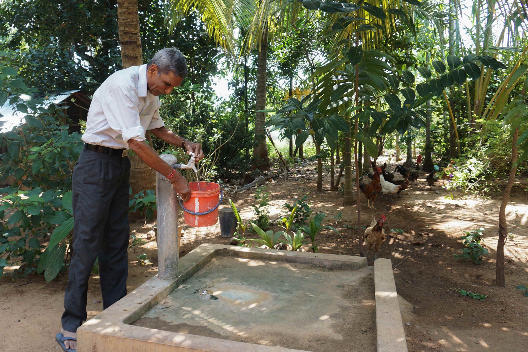 One Solution to Sri Lanka’s Rising Egg Prices? Backyard Chickens