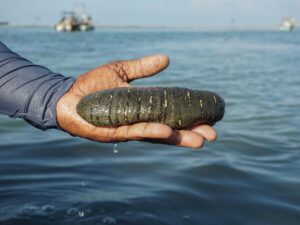 An Explosion of Sea Cucumber Farms Puts Sri Lanka’s Fishermen in a Pickle