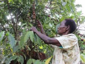 GMOs in East Africa: Food Security Boon or Seed Stealing Ploy?
