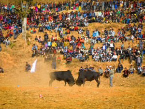 Nepalese Celebrate Winter with Bullfight in Rural Village