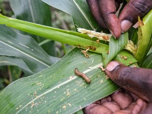 Organic or GMO Maize? Ugandan Bill Would Force Many Farmers to Make Fateful Choice