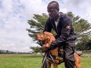 Raising Dog Detectives: Breeding and Training Uganda’s Police Canine Unit