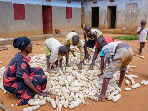 Drying Maize on the Ground Increases Health Risks and Decreases Exports in Uganda