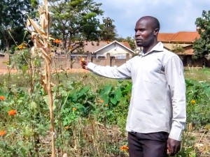 Ugandans Turn to Wetland Farming for Food, Income Despite Environmental Worries
