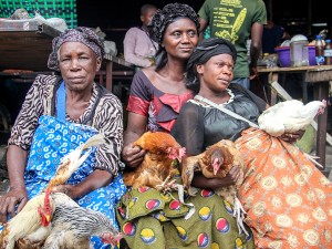 Bans in Wake of Avian Flu Outbreaks Pummel African Poultry Industries