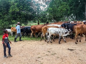 Mbororo Herders Offer Cheapest Beef in DRC City, but Are They Following Local Laws?