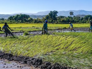 Haiti’s Rice Farmers, With Government Help, Hope They Can Feed Their Nation