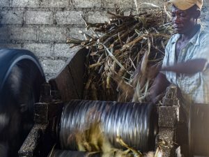 As Sugarcane Farmland Shrinks, Haiti’s Craft Distillers Remain Hopeful