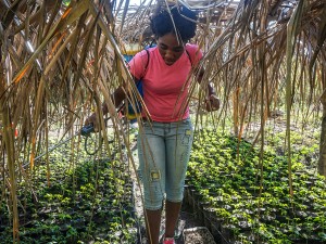 Organic Gardening Program Promotes Practice over Theory to Increase Food Production in Haiti