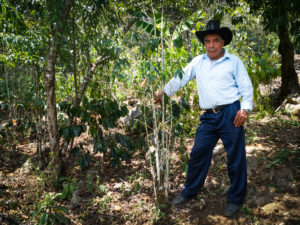 Determined to Save Ailing Crops, Coffee Farmers Imperil their Health