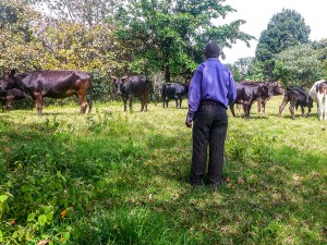 Tension Between Herders and Farmers High as Violent Disputes Increase in Rural DRC