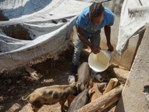 Pig Farmers Face Off Against Deadly Virus