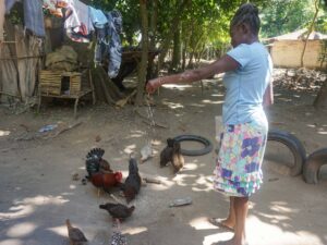 Farmers Devastated as Poultry Virus Rampages Through Northern Haiti
