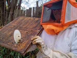 For the Love of Bees: How a Mexican Group Teamed Up with Authorities to Save Bee Populations