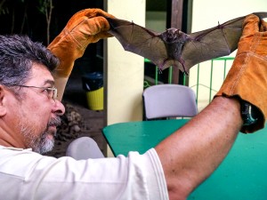 Rabid Vampire Bats Pose Danger to Mexican Cattle, but Eliminating Them is Complicated