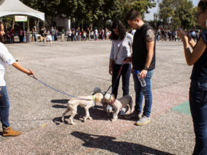Lacking Funds, Dog-Walking Event Ends in Mexico City