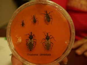 Coronavirus Thwarts Fight Against Chagas’ Disease