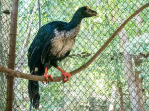 Horned Guan, Bird-Watchers’ Most Wanted, Finds Haven in a Volcano Region of Mexico