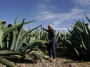 How Mezcal Makers Recycle the Spirit’s Vast Waste
