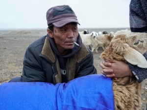 Herders Encounter a Challenging New Landscape