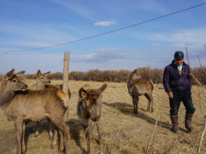 Could the Gobi Desert See a Red Deer Comeback?