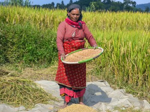 More Women Own Land in Nepal, but Husbands Are Still in Charge