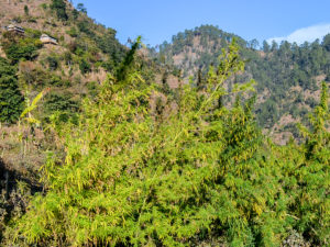 Despite the Law, Cannabis Is Crop of Choice Among Many of Nepal’s Struggling Farmers