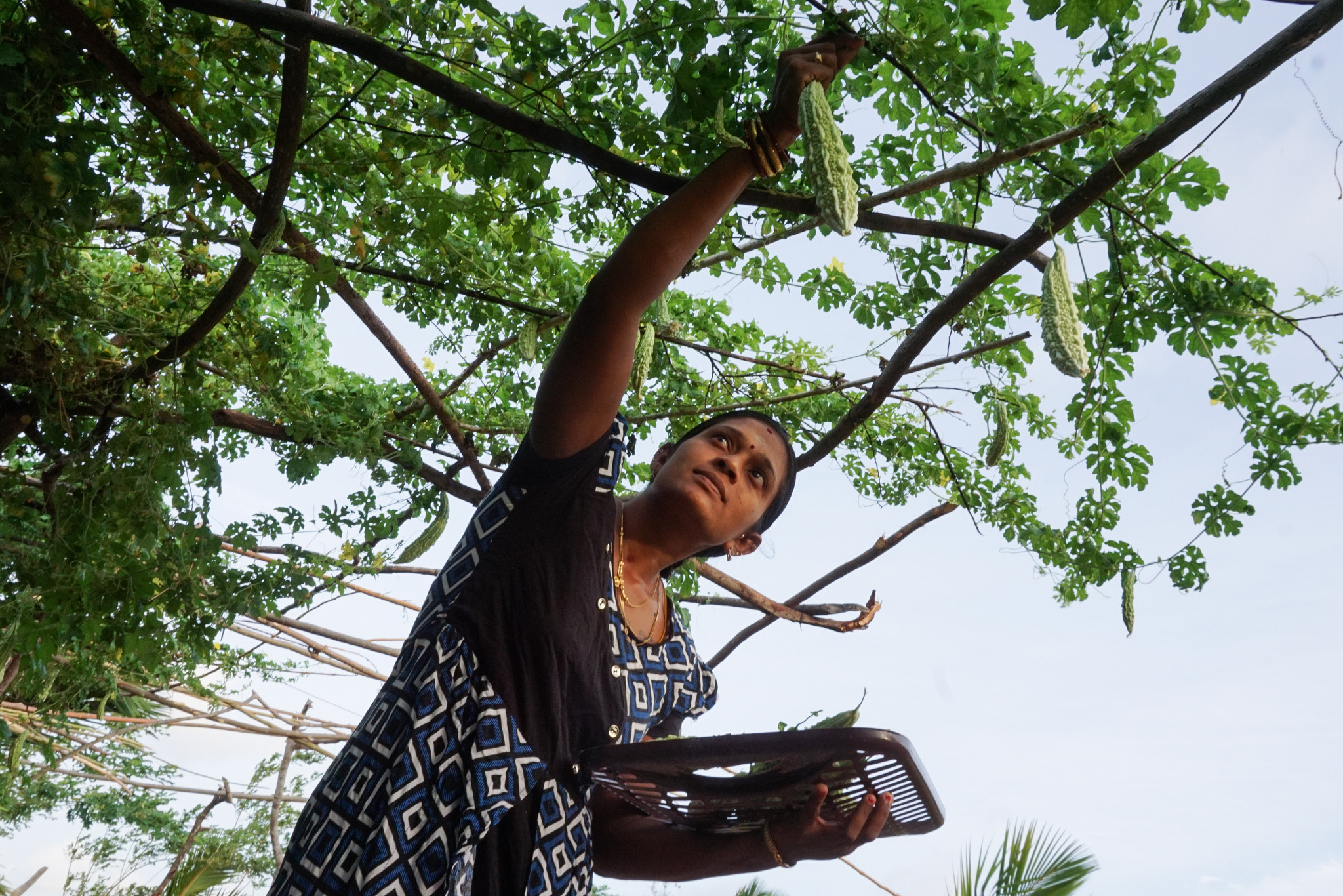 As Famine Looms, Sri Lankans Turn to Home Gardens