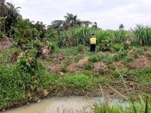 Illegal but Lucrative, Farming in Uganda’s Wetlands Yields Plenty, for Now