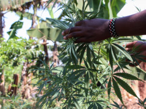 Ugandans Turn to Illegal Drug to Treat COVID Symptoms