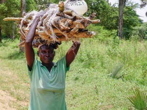 In Uganda, Refugees Gathering Firewood Spark Deforestation Concerns