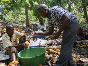 Cocoa Is Big Business, but Farmers Aren’t Reaping Its Rewards
