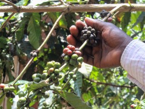 Big Ambitions for Uganda’s Small-Scale Coffee Farms