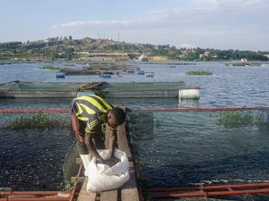 Uganda’s Cage Fish Farms Restore Fish Populations, Raise Water Quality Concerns