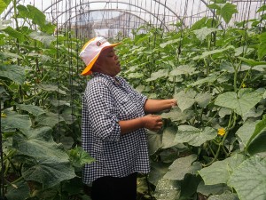 Greenhouse Farming Offers Lifeline for Zimbabwe’s Unemployed