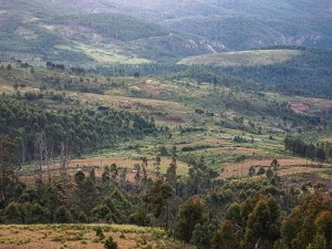 Unregulated Deforestation May Be Decimating Zimbabwe’s Timber Industry