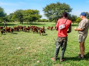 Raising Goats Where Cattle Once Grazed, Zimbabwe’s Farmers Adapt to Climate Change