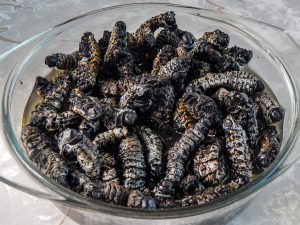 From Private Homes to Fine Restaurants and Hotels, Mopane Worms are a Zimbabwean Delicacy