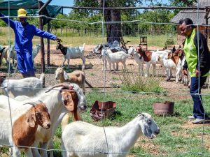 Despite Challenges, Female Farmers Find Goats More Profitable Than Cattle