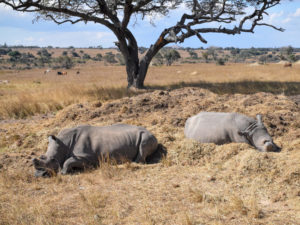 Travel Restrictions Boost Black Rhino Conservation