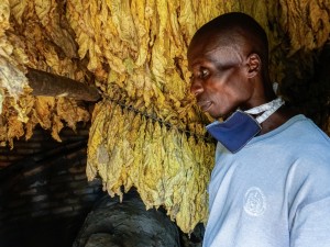 Unreliable Weather Plagues Tobacco Growers