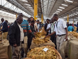 New Monetary Policy Threatens the Future of  Tobacco Farming in Zimbabwe