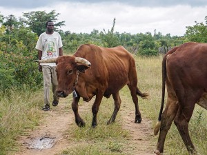 Disease Threatens Livestock and Livelihoods in Zimbabwe