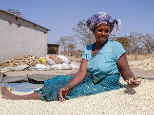 Zimbabwe’s New Grain Policy Has Farmers Eyeing Black Market