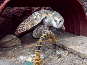 Overcoming Obstacles, Zimbabwe Bird Park Dazzles With Exotic Species and Falconry
